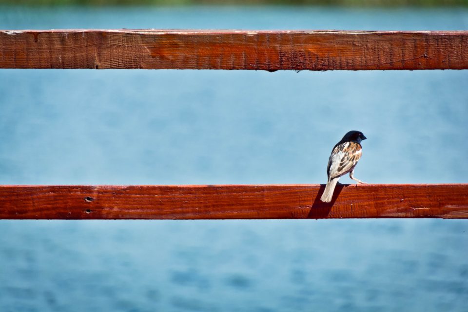 Bruine vogel op rood hek; Photo by Dan on Unsplash